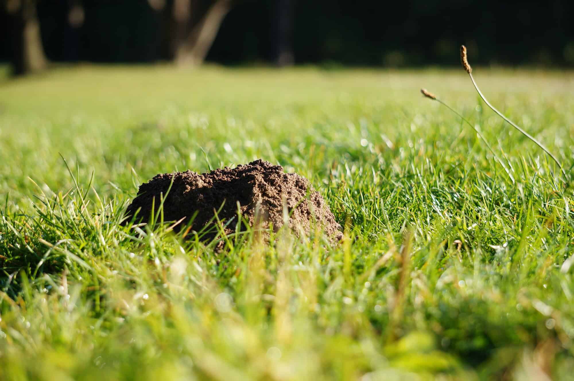 Small mound of soil freshly pushed up on a mowed lawn