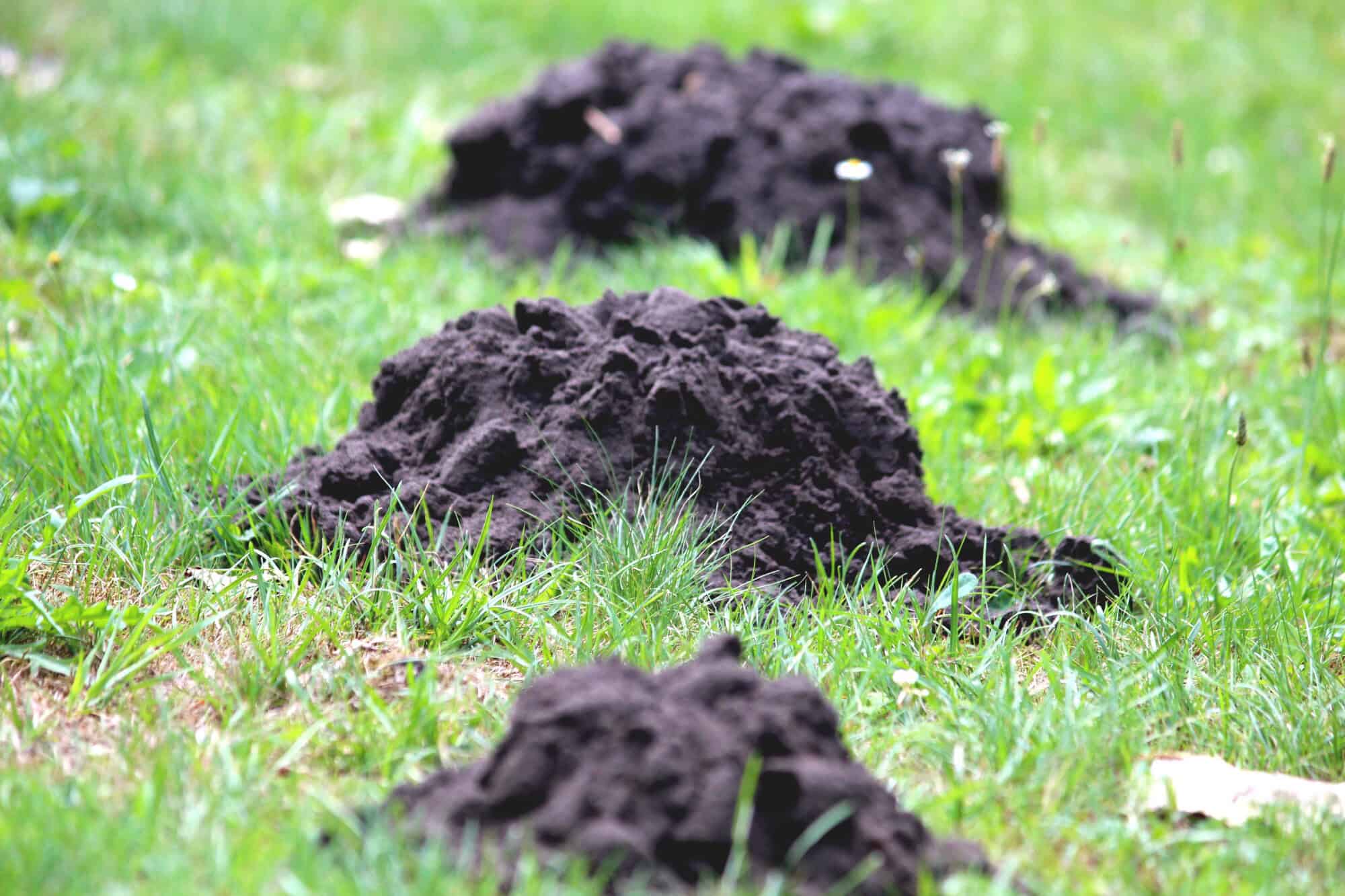 Dark molehills clustered in tall green grass