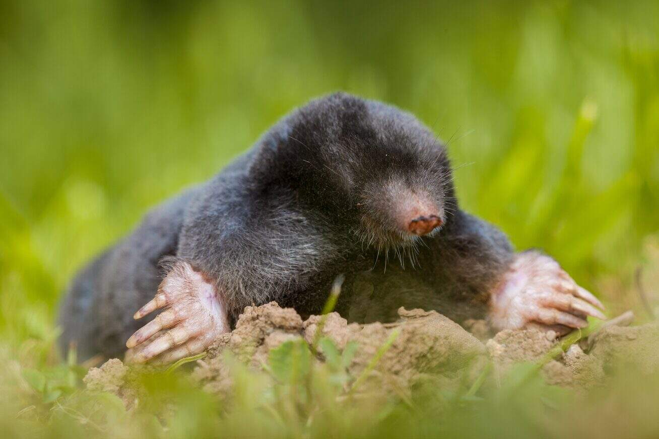 Eastern mole above ground on the grass, broad front claws spread