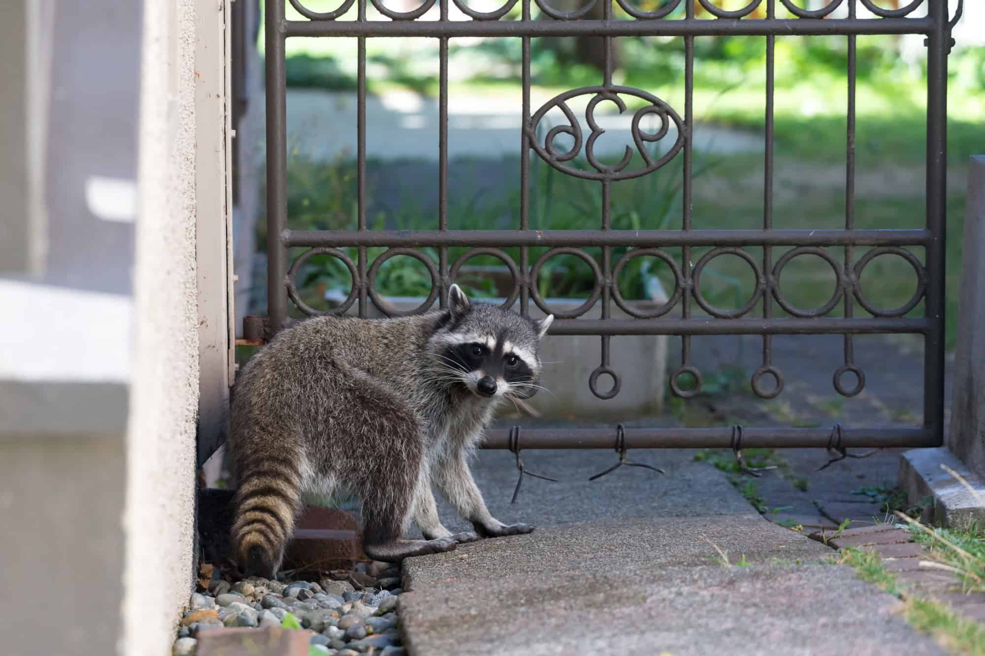 Raccoon slipping past an iron gate beside a stone pillar