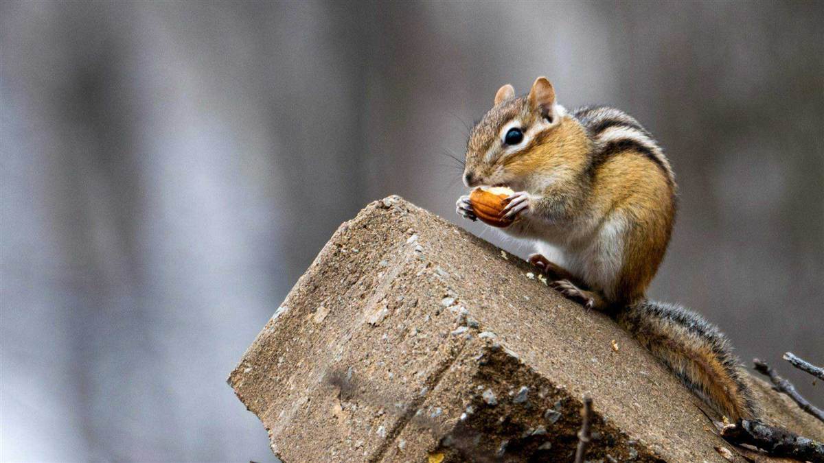 Chipmunk perched on a broken concrete block eating a nut, beside the hardscape they tunnel under