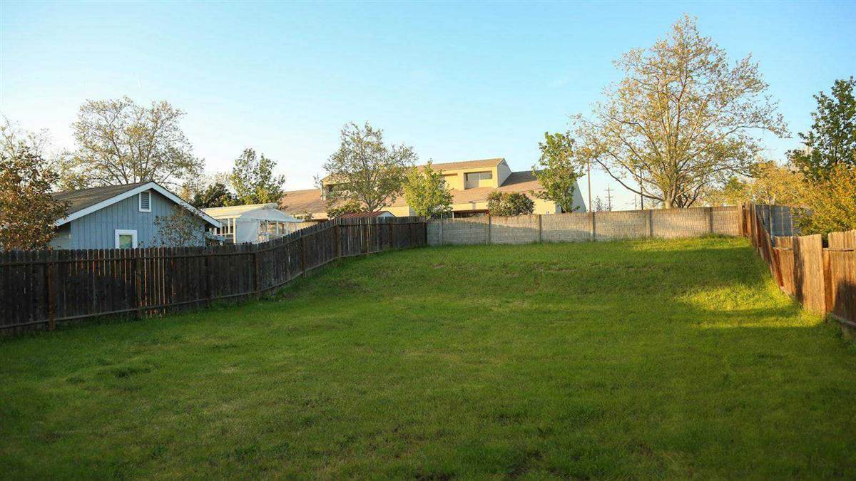 Fenced suburban back lawn of the kind voles run their surface trails through