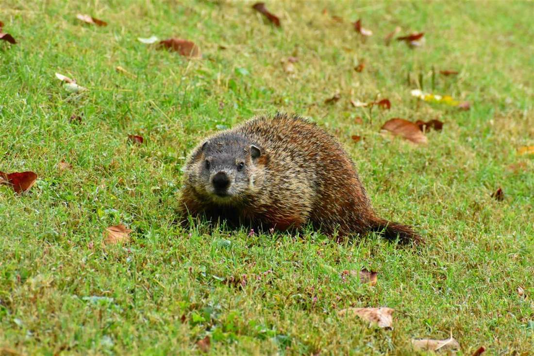 Groundhog moving across a mown lawn scattered with autumn leaves