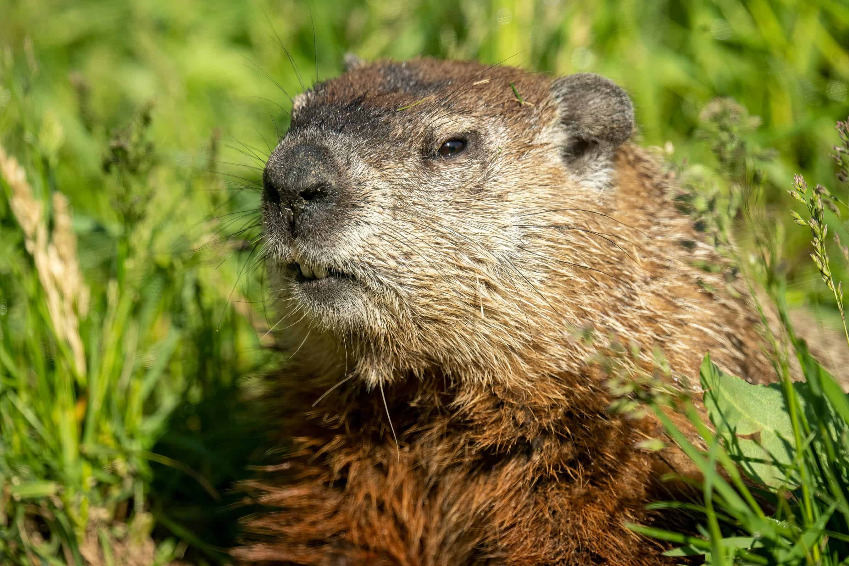 Residential lawn mole control