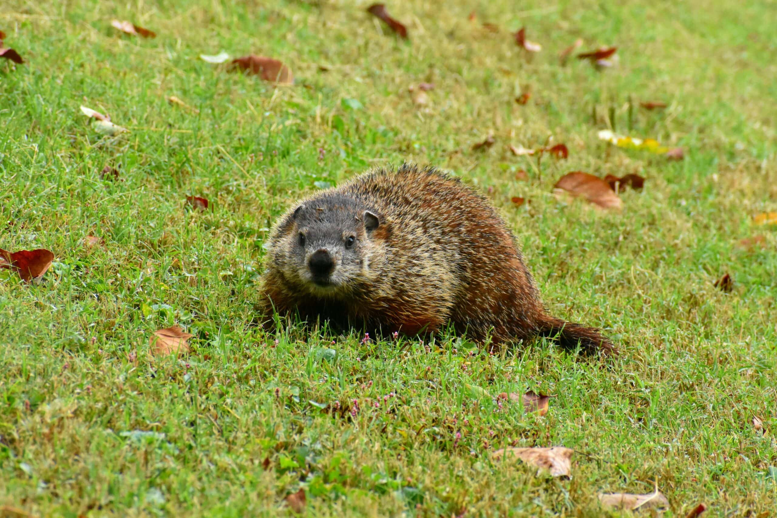 Commercial property mole control