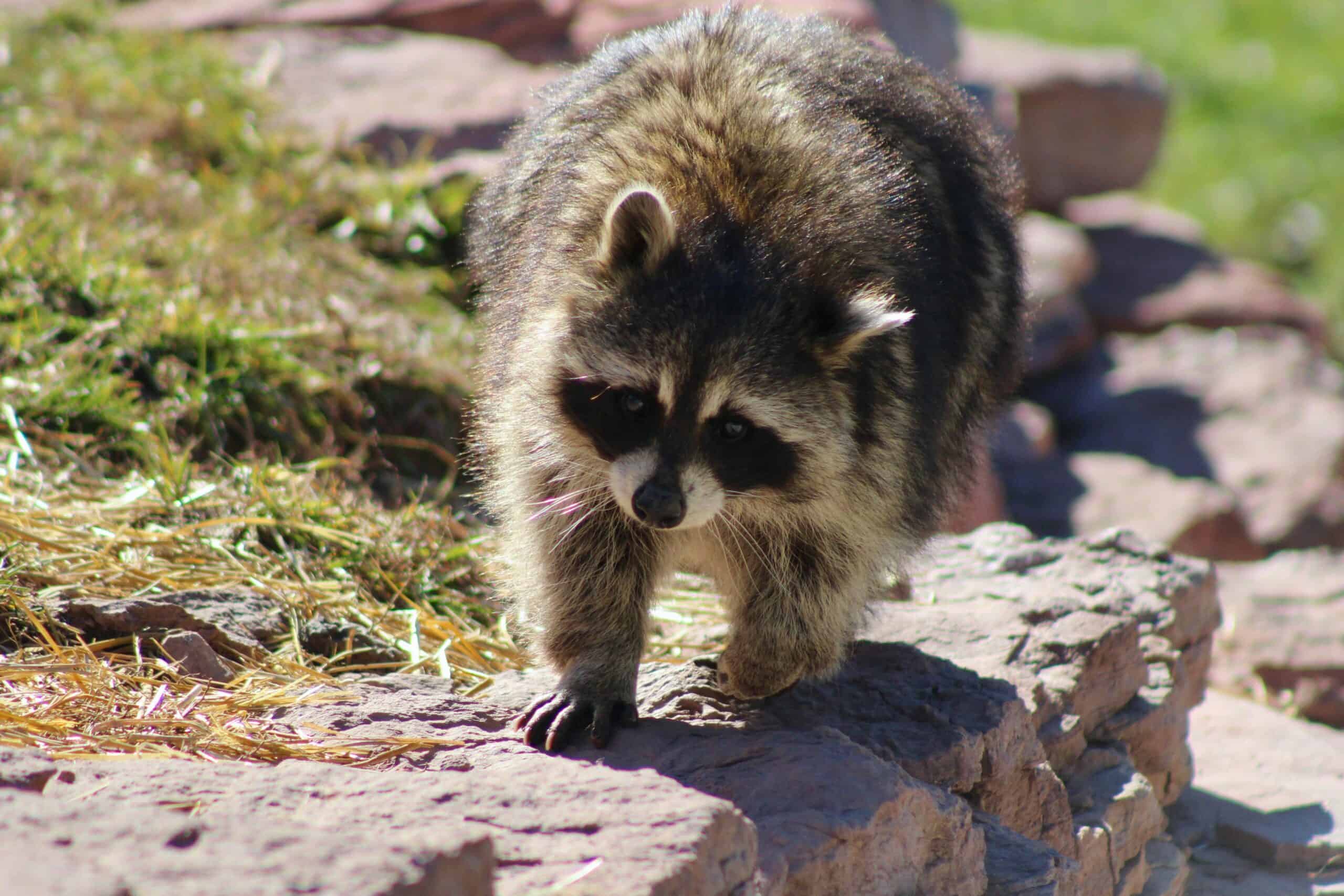 Raccoon damage to property