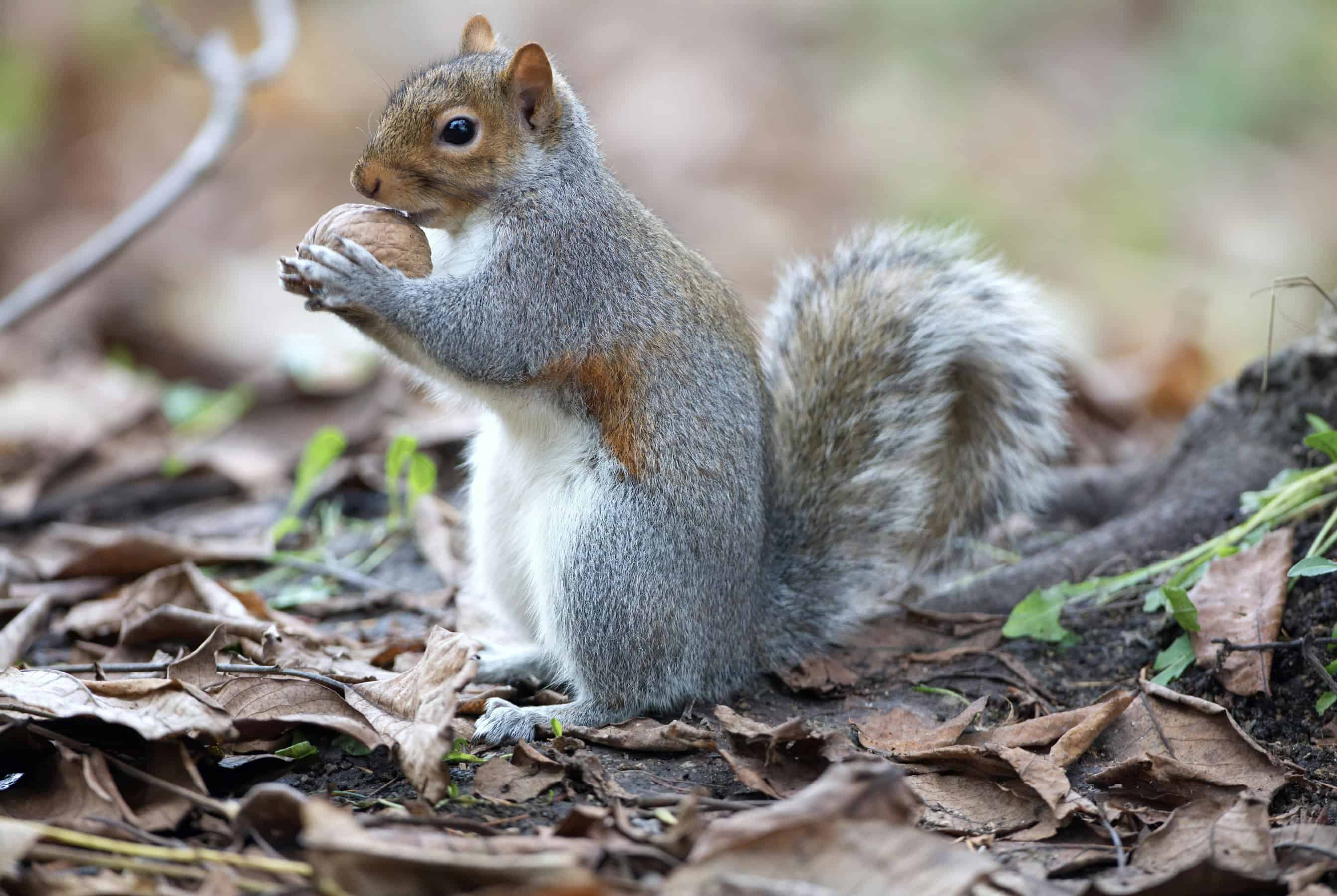 Professional squirrel removal