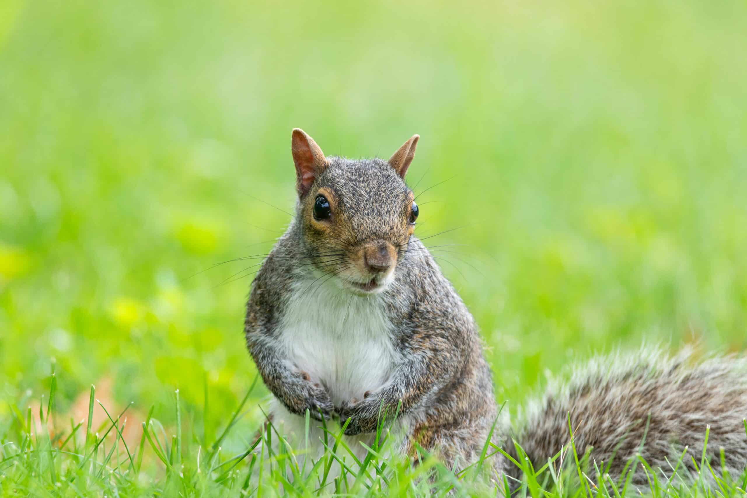 Squirrel damage to property